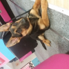 Photo de Roxanne, Berger Allemand