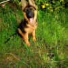Photo de Léo, Berger Allemand