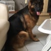 Photo de Joy, Berger Allemand
