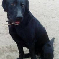 Photo de profil de Vela