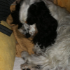 Photo de Jade, Cocker Anglais