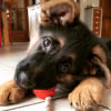 Photo de Nino