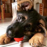 Photo de profil de Nino