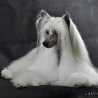 Photo de profil de Ch. Joli Mec Little Champs