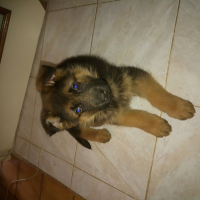 Photo de profil de Nayko 
