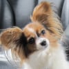 Photo de Frimousse Angel