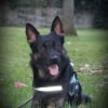 Photo de Marley, Berger Allemand