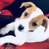 Photo de Nala