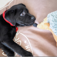 Photo de profil de Nirra