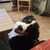 Photo de profil de Wookie