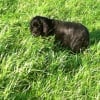 Photo de Cosette