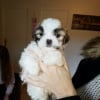 Photo de litchee, Shih Tzu