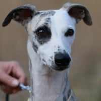 Photo de profil de Moni Maker de Tetiaroa 
