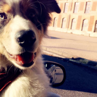 Photo de profil de Nigel