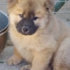 Photo de Lady, Eurasier