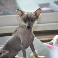 Photo de profil de Tonka
