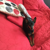 Photo de Glorya, Pinscher Nain
