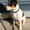 Photo de Newton, Parson Russell Terrier