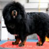 Photo de MOPA des lion du tibet