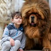 Photo de RAOUL des lion du tibet