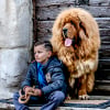 Photo de ERMEI DES LION DU TIBET
