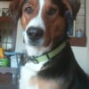 Photo de Romeo