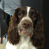 Photo de profil de Rose 
