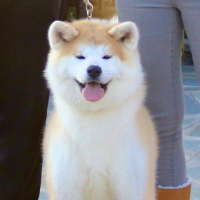 Photo de profil de Ashi Go Di Casa Saporito