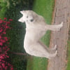 Photo de B'Nala