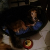 Photo de profil de Pepita