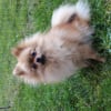 Photo de Jelly, Spitz Allemand