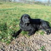 Photo de Brownie