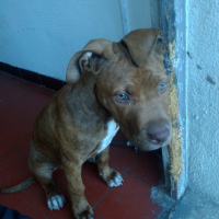 Photo de profil de Pikie