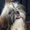 Photo de NEYKA