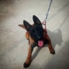 Photo de Daniella, Berger Belge Malinois
