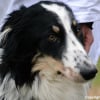 Photo de Jazz, Bearded Collie