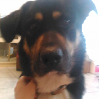 Photo de profil de Patchi