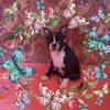 Photo de nais-lee, Boston Terrier