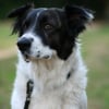 Photo de Happy, Mâtin des Pyrénées