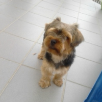 Photo de profil de guizmo