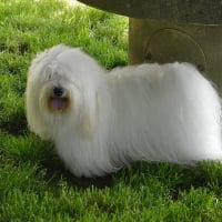 Photo de profil de Junior
