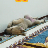 Photo de OTIS