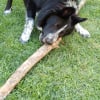 Photo de Nawak, Border Collie