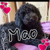 Photo de Mao
