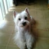 Photo de Benji