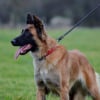 Photo de Frayane, Berger Belge Tervueren