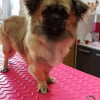Photo de Nevie , Epagneul Tibétain