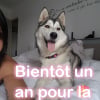 Photo de Maïka, Husky Sibérien