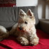Photo de Vanille