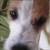 Photo de Nem, Parson Russell Terrier